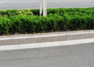 五莲花路肩石 五莲花路肩石